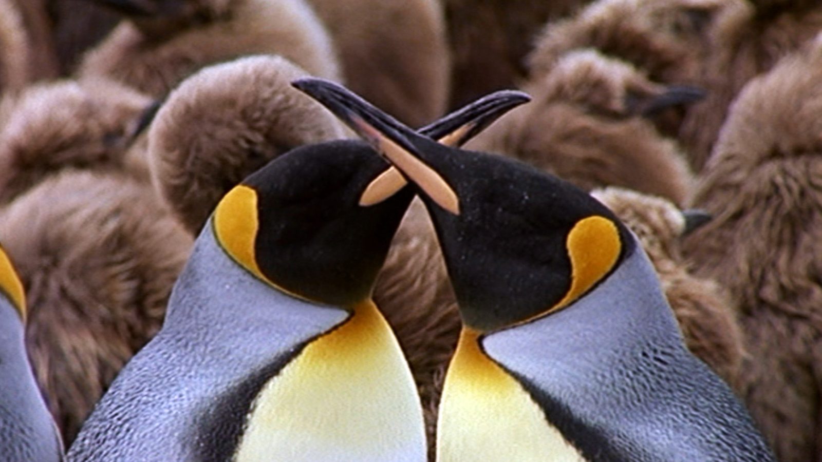Two king penguins beak to beak in front of a crowd of brown chicks